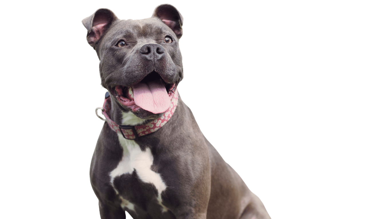 About the grooming edge