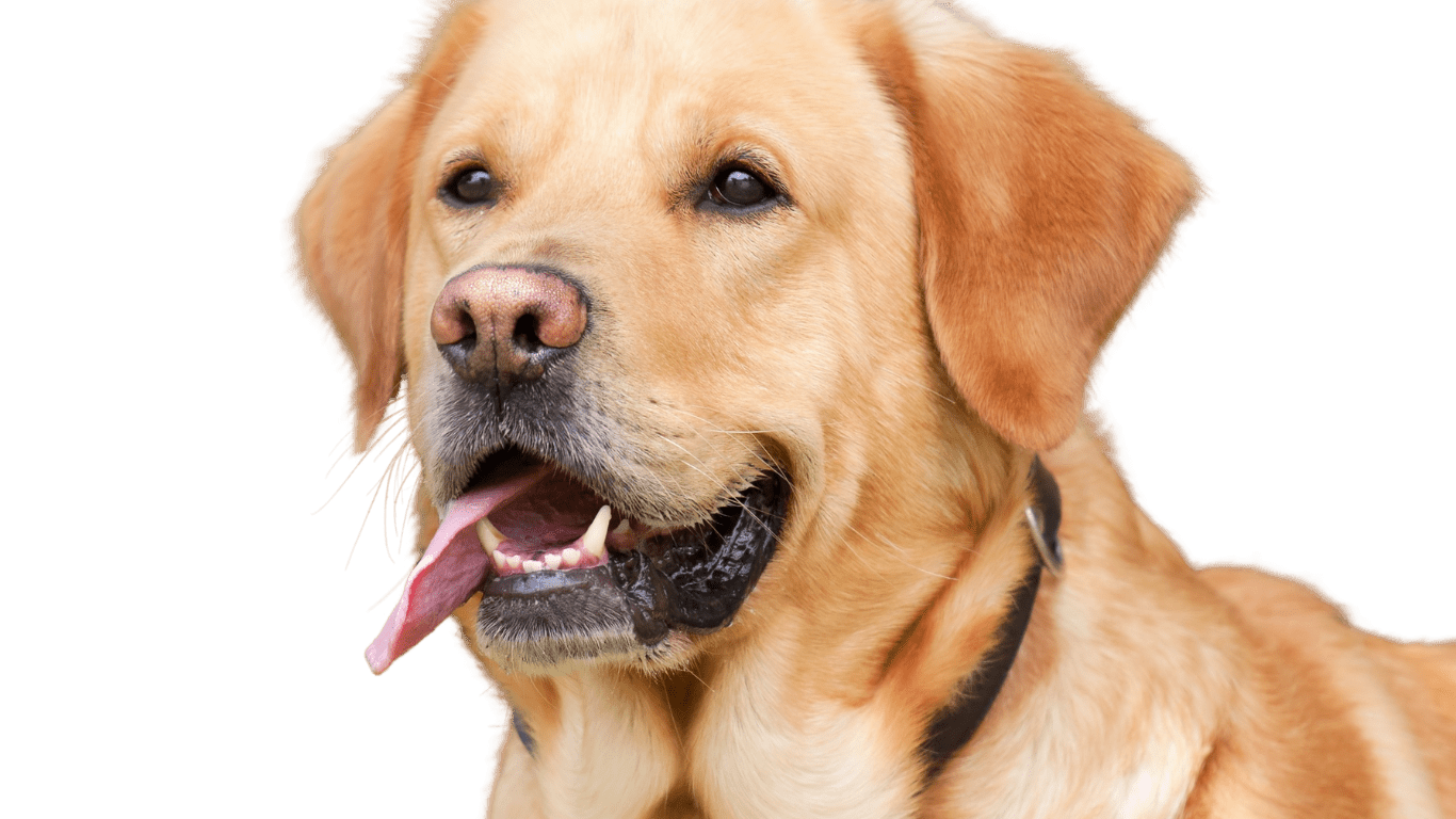 Contact The Grooming Edge